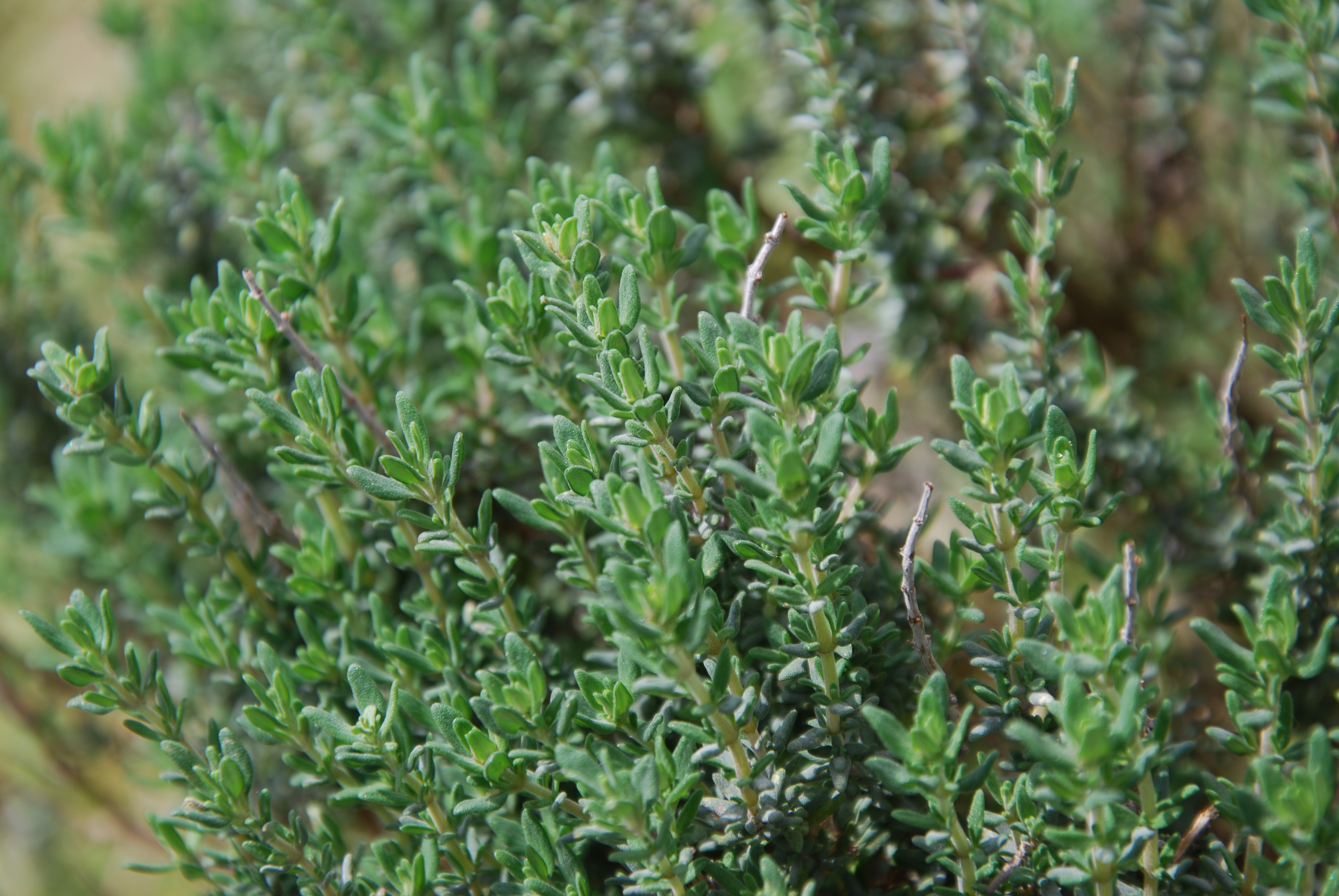 Thymian aus meinem Garten