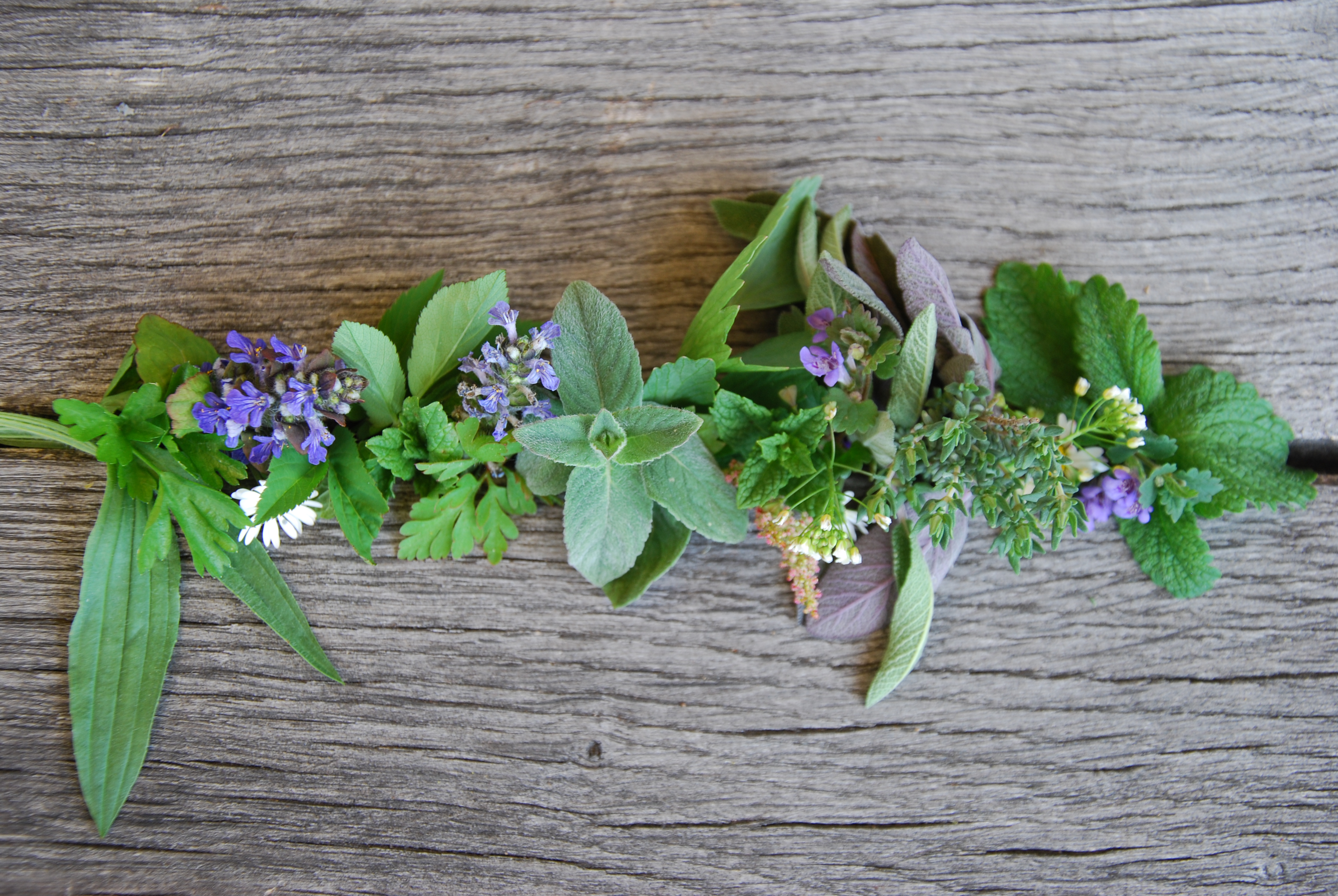 Kräuter und Wildblumen aus meinem Garten