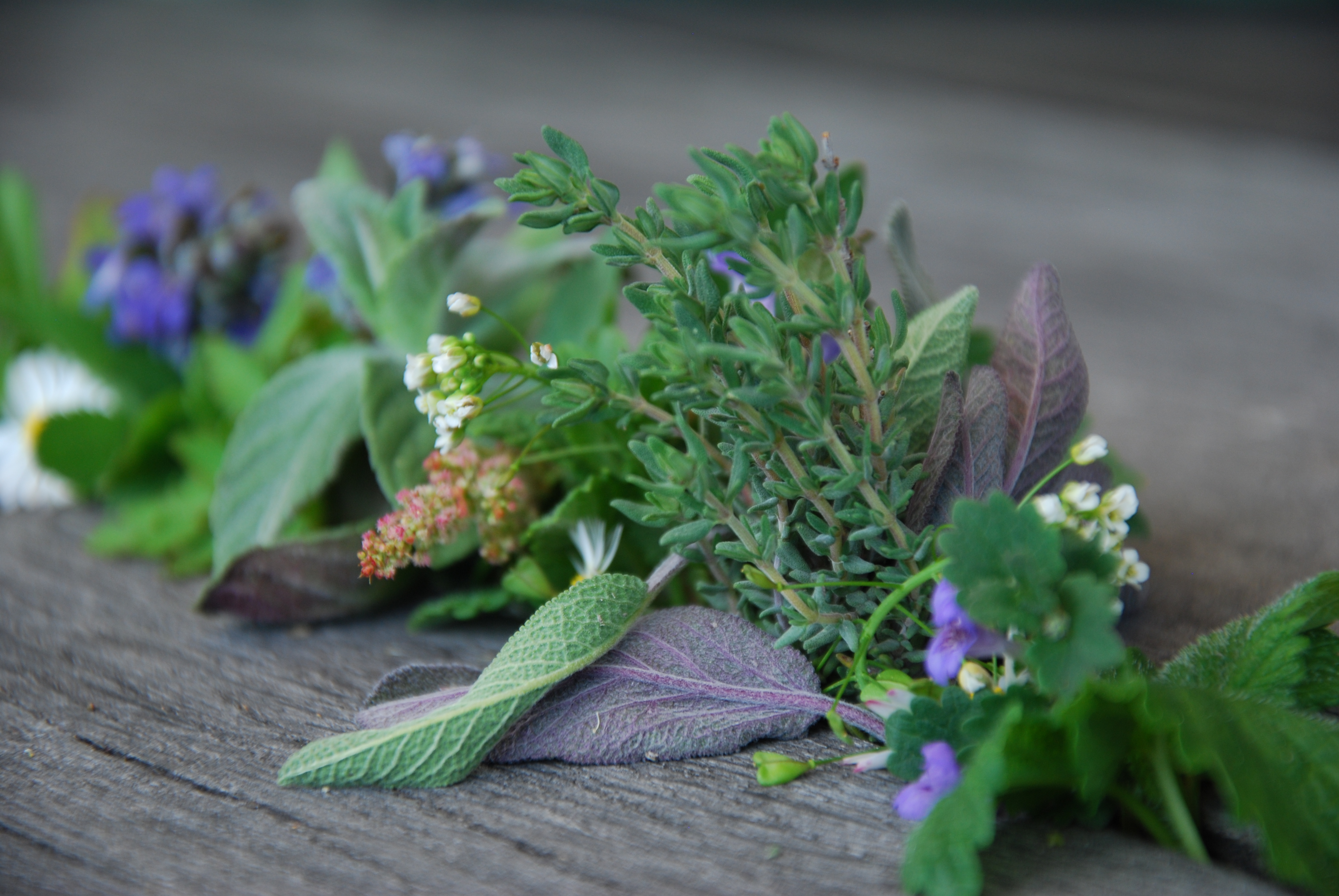 Kräuter und Wildblumen aus meinem Garten