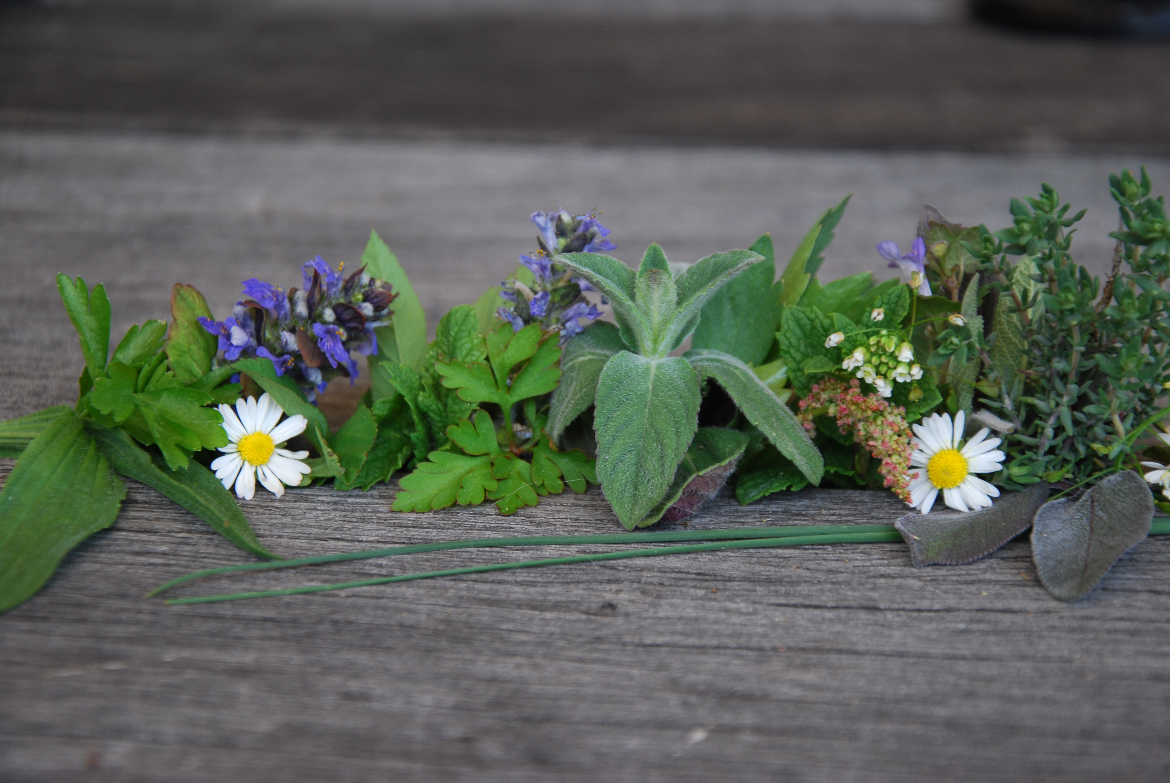 Kräuter und Wildblumen aus meinem Garten