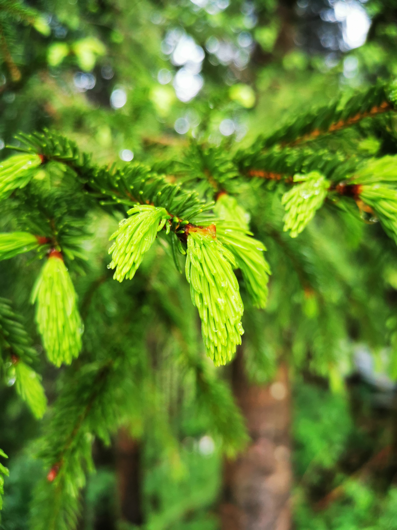 FICHTEN/TANNEN/LÄRCHEN-WIPFERL